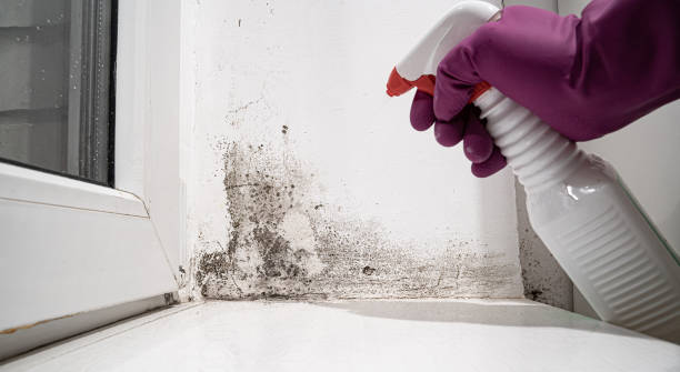 Best 24/7 water damage repair  in Woodbury Heights, NJ