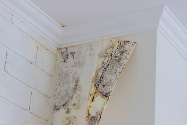 Best Water damage restoration company  in Woodbury Heights, NJ